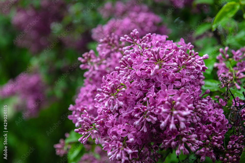 Lilac garden trees under the rain nature spring time with free space text