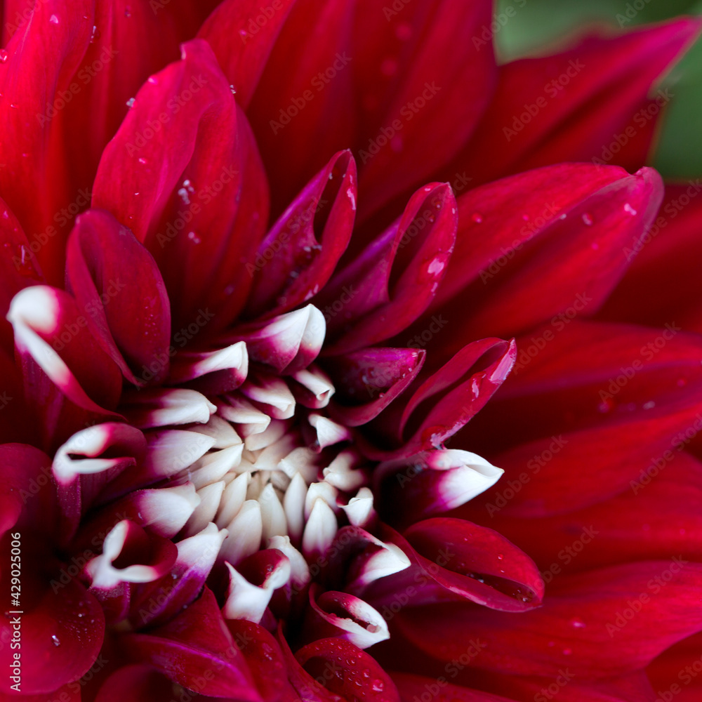 A close up macro shot of a red dahlia