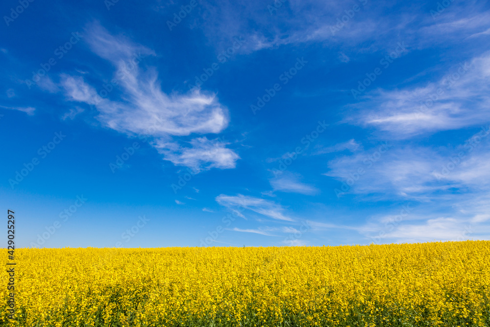 Obraz premium Yellow rapeseed field under blue summer sky