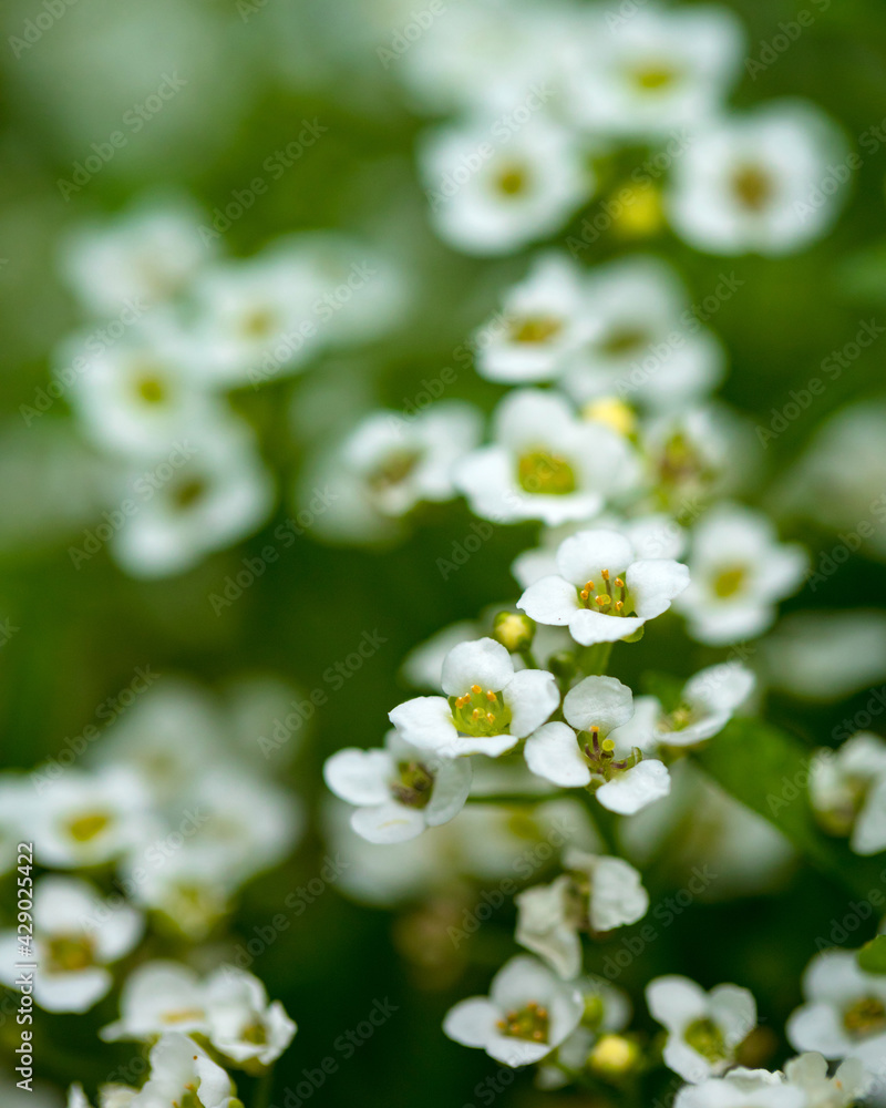 white flowers white flowers
