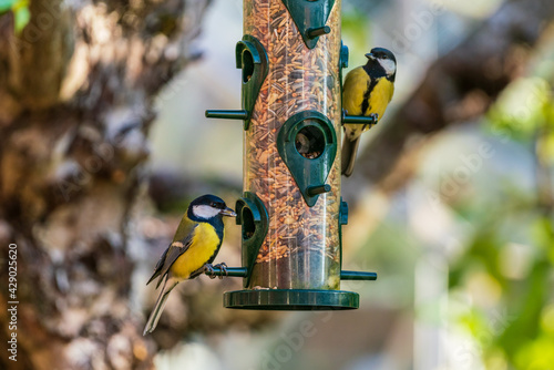 Couple of great tit birds eating from a bird feeder © Magnus