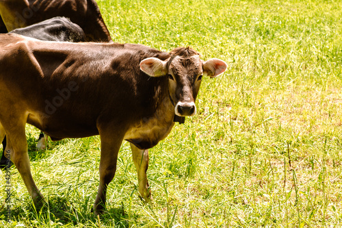 Brown cows in the alpine meadow in Italy