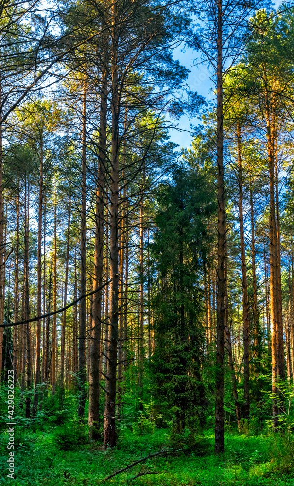 landscape of a wild coniferous forest on a summer day landscape of a wild coniferous forest on a summer day