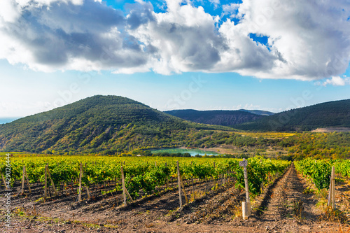Fotografía vineyard and mountains in crimea on a sunny day