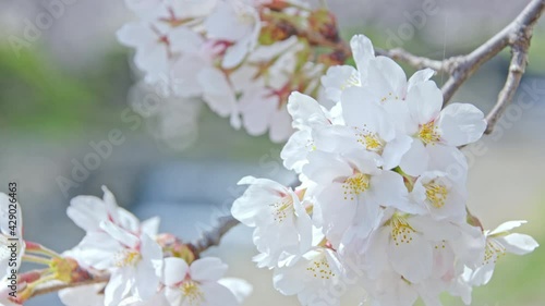 ハイキーの桜をクローズアップ