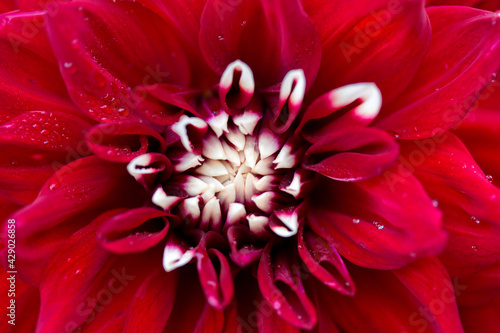 Macro photo of a red dahlia flower background.