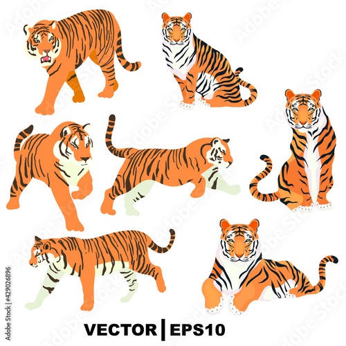 Vászonkép set of tiger on white background.