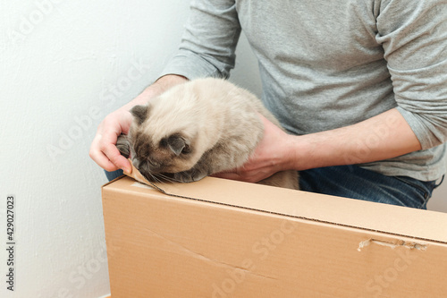 Man unpacking box with new furniture at home. Moving house day and real estate concept. Funny cat at home. © volurol