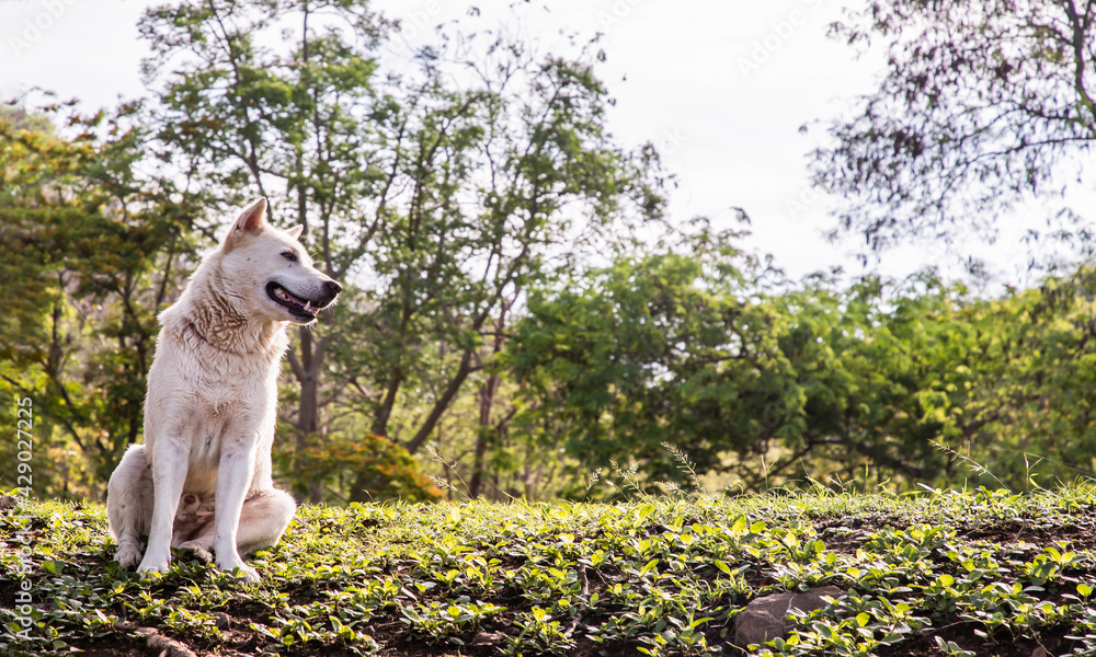 Obraz premium A white dog sitting calmly on Green grass at Forest park in a sunny summer. Selective focus with blurred background.