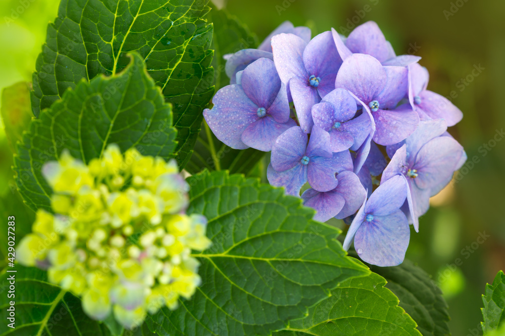 Blue hydrangea flowers growing in the garden. Blue hydrangea flowers growing in the garden.