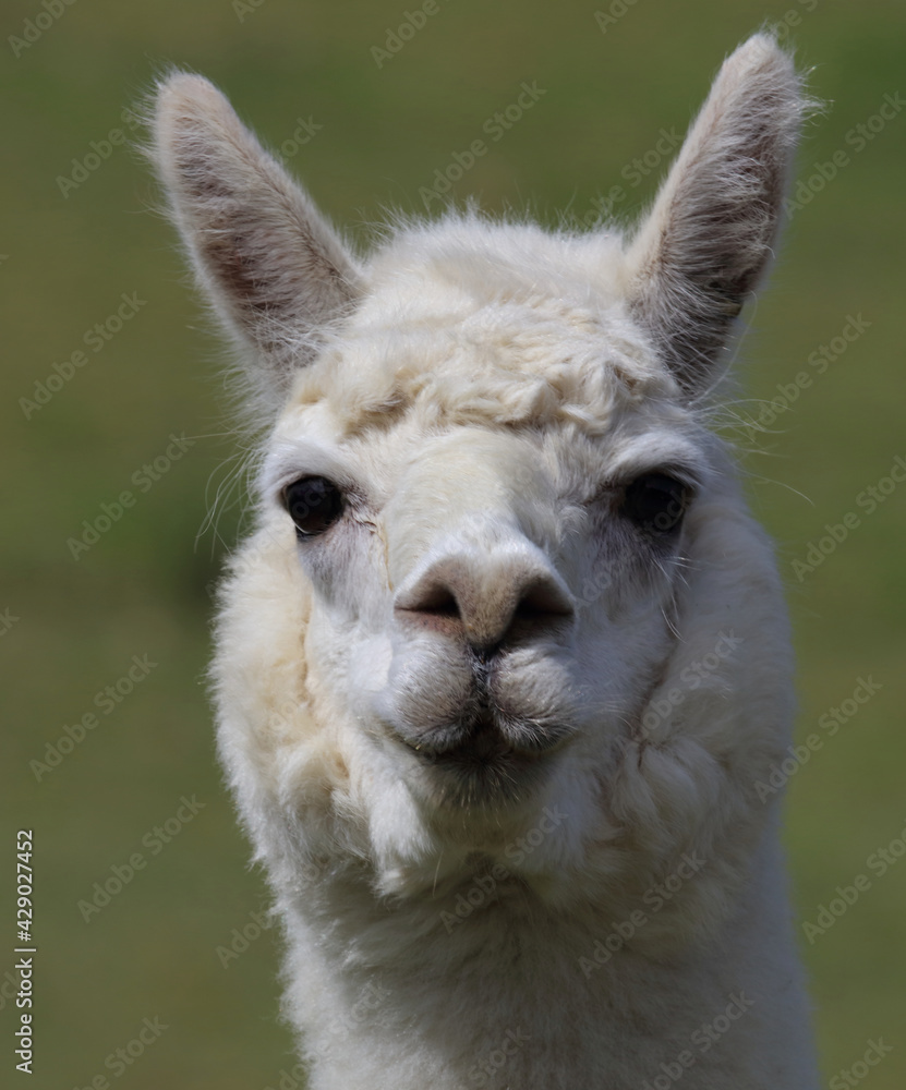 Obraz premium Alpaka / Alpaca / Vikugna pacos