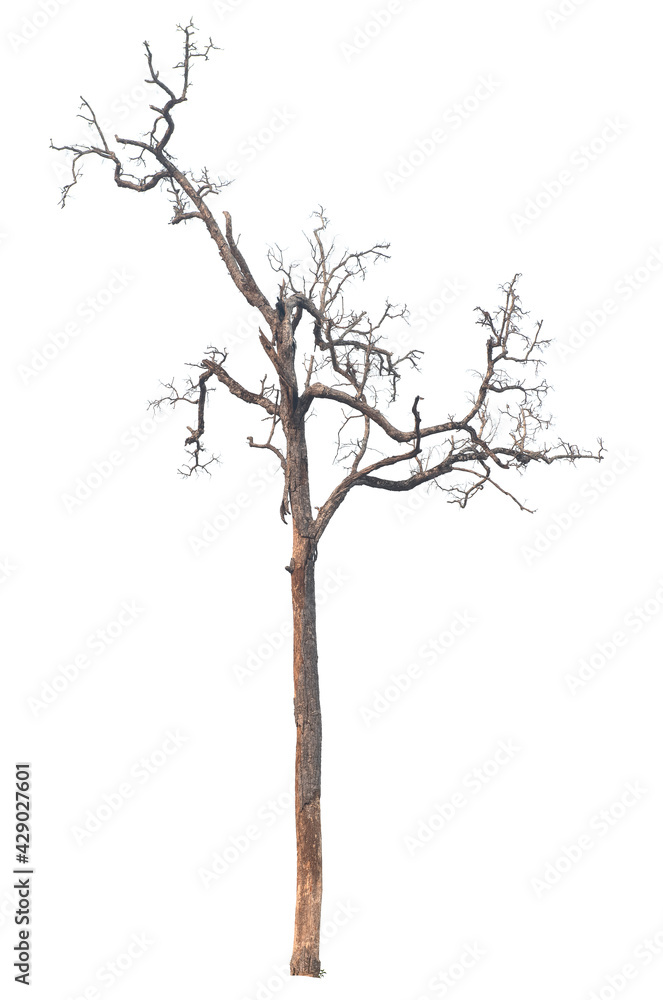 Dead tree isolated on white background Dead tree isolated on white background