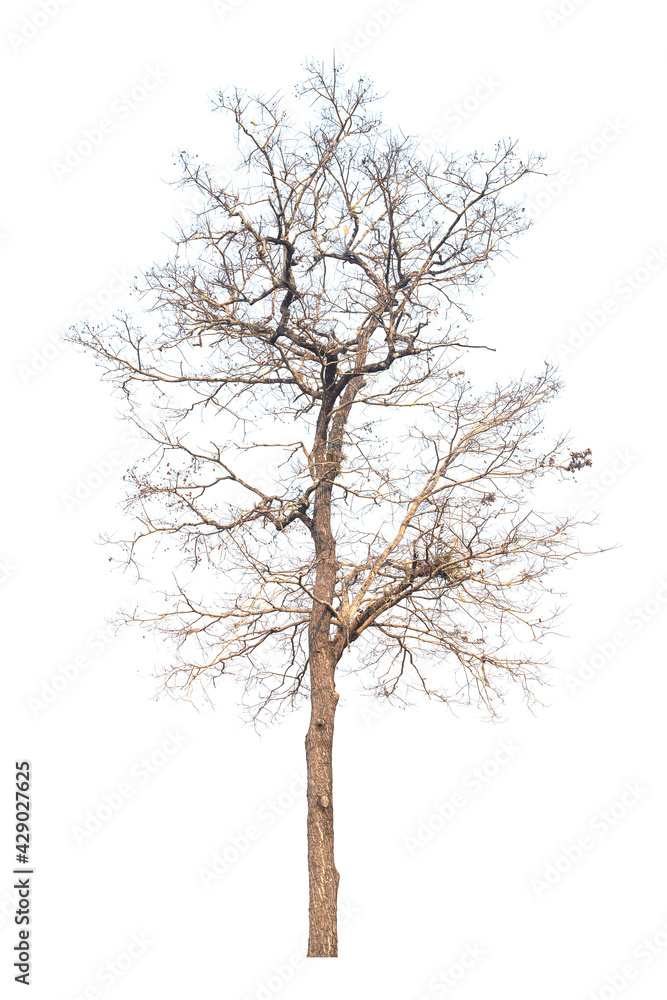Dead tree isolated on white background Dead tree isolated on white background