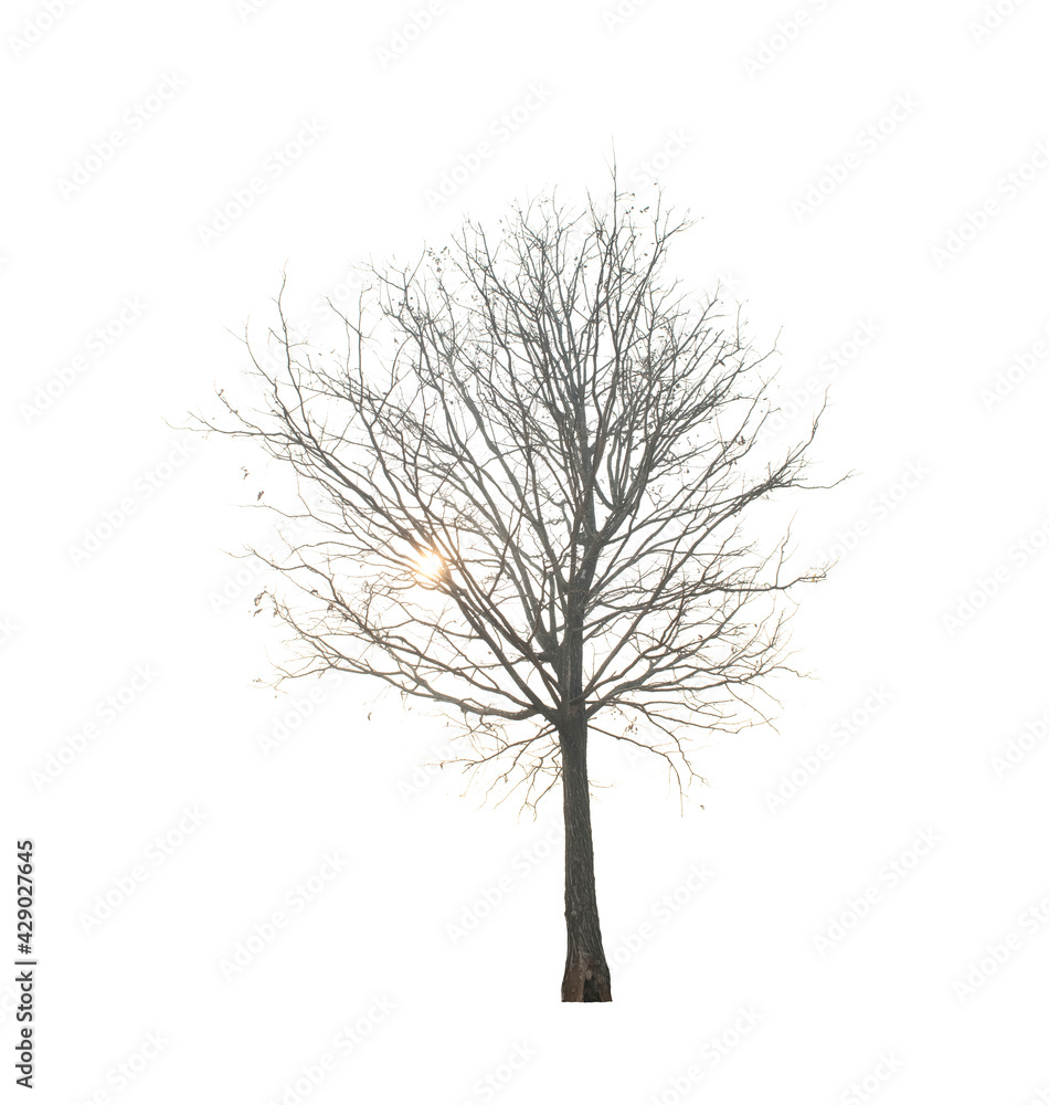 Dead tree isolated on white background Dead tree isolated on white background