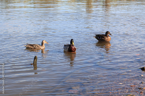 country goose in the lake