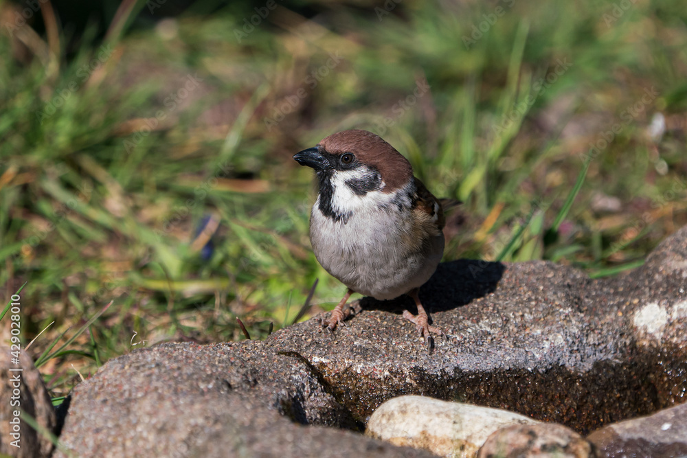 Eurasian tree sparrow sitting at the edge of some water looking to the left with a drop hanging under the beak Eurasian tree sparrow sitting at the edge of some water looking to the left with a drop hanging under the beak