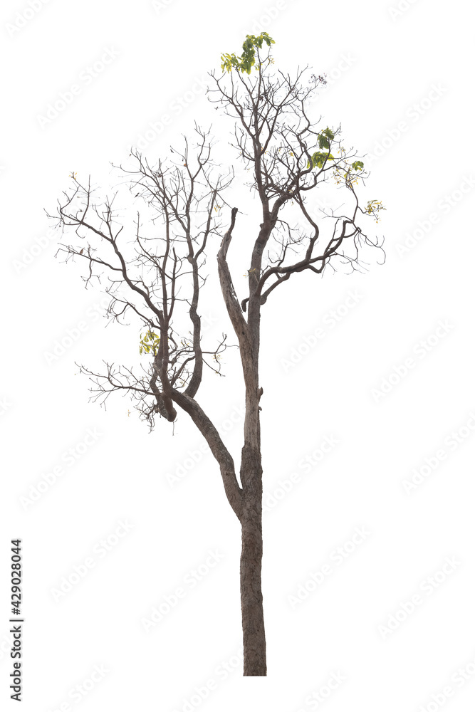 Tree isolated on white background Tree isolated on white background