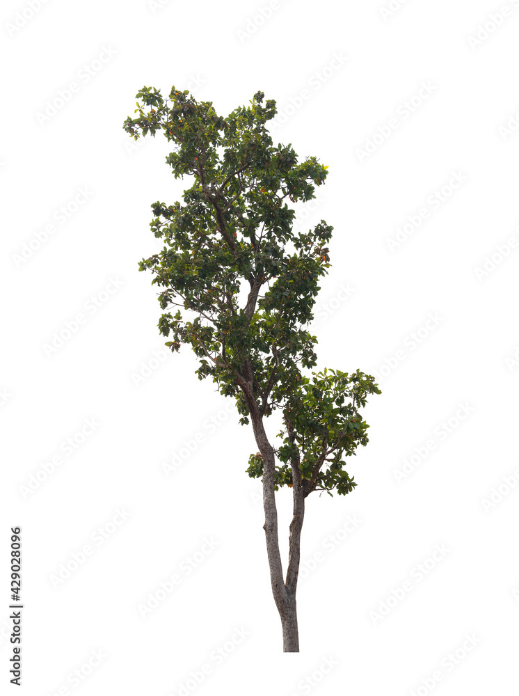 Tree isolated on white background