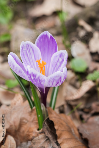 One white purple striped crocus flower grows in the spring among last years foliage