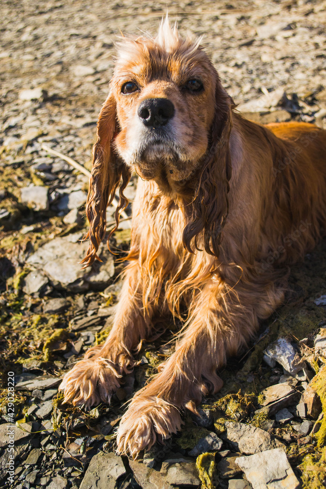 Obraz premium english cocker spaniel