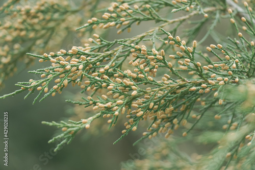 Green branches of a coniferous plant during flowering with cones close-up