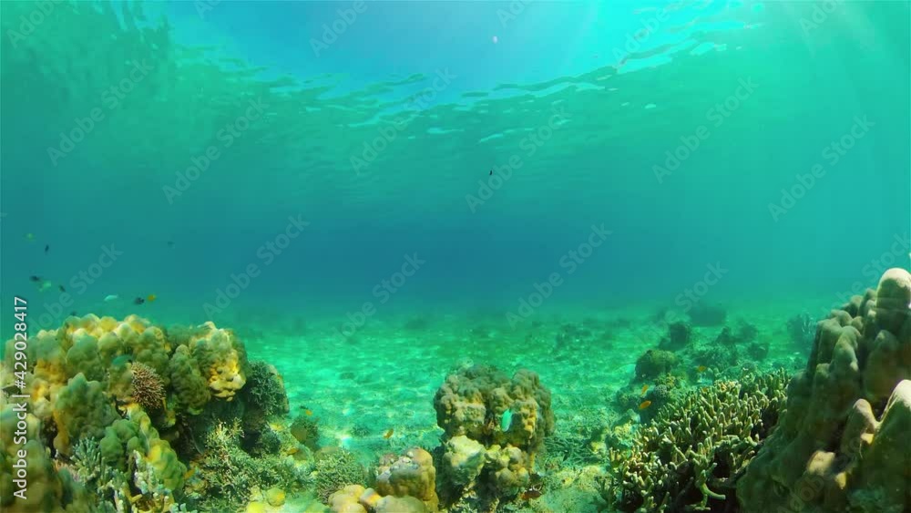 Coral reef underwater with fishes and marine life. Coral reef and tropical fish. Philippines. Coral reef underwater with fishes and marine life. Coral reef and tropical fish. Philippines.