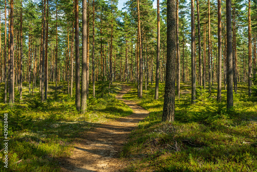 Walking path in a beautiful pine forest in Sweden photo