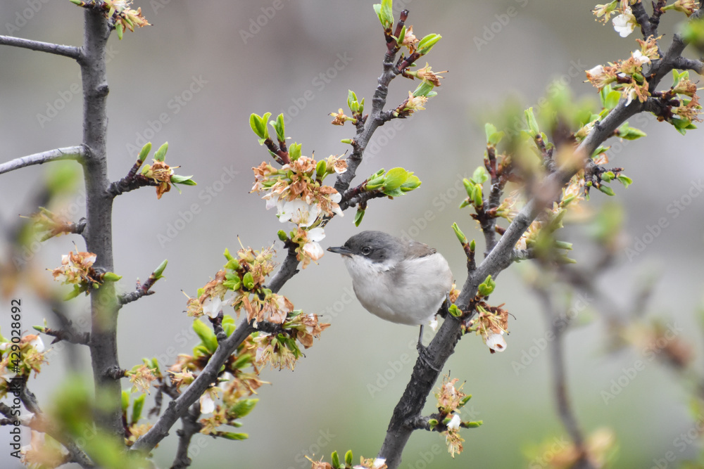 Wild lesser whitethroat or Sylvia curruca in a bloomed tree branch Wild lesser whitethroat or Sylvia curruca in a bloomed tree branch
