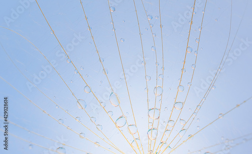water droplets on a dandelion, dandelion on a blue sky background
