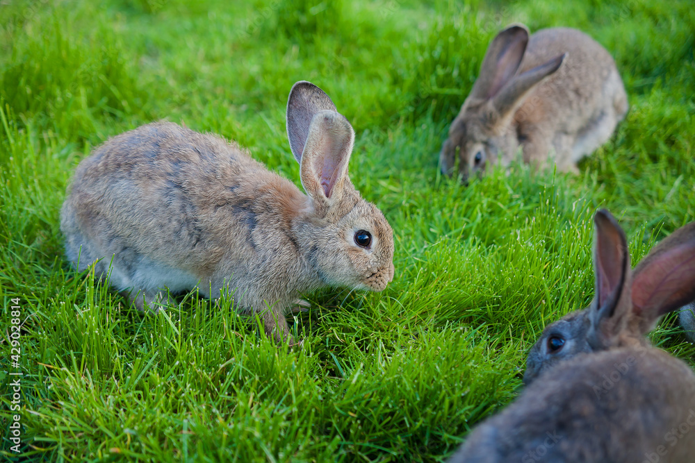 Fototapeta premium rabbits eat the grass in garden
