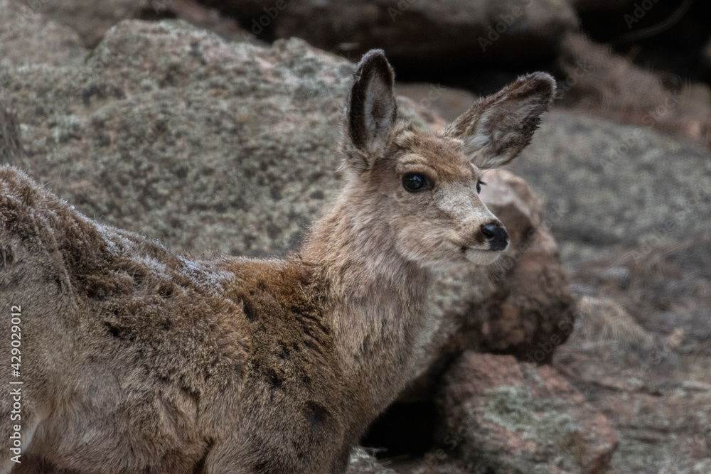 Mule Deer at the South Platte River