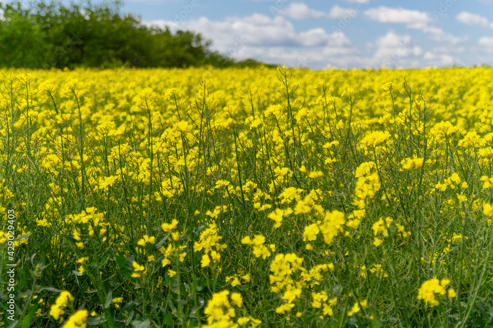 field of yellow flowers