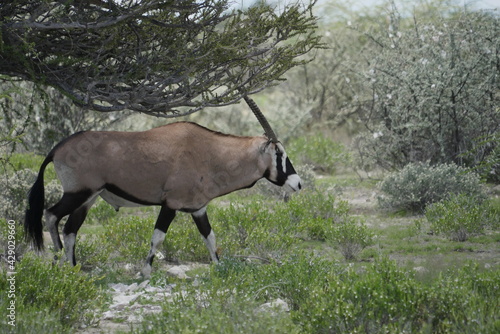 Oryx Antilope photo