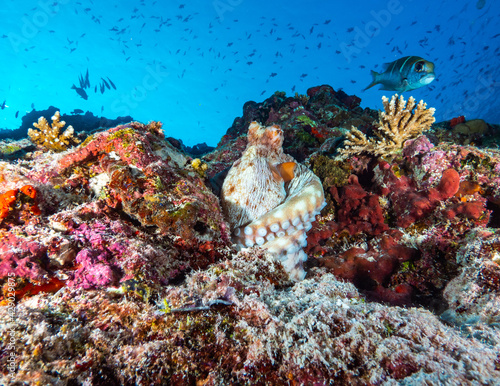 Octopus underwater Maldives