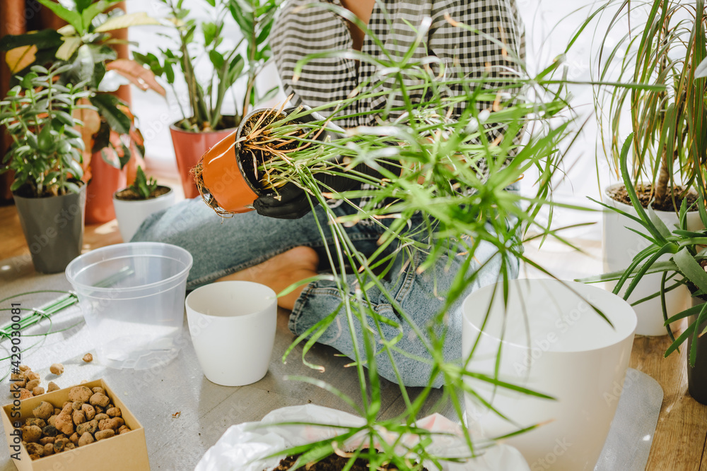 woman transplanting flowers in bigger pots at home woman transplanting flowers in bigger pots at home