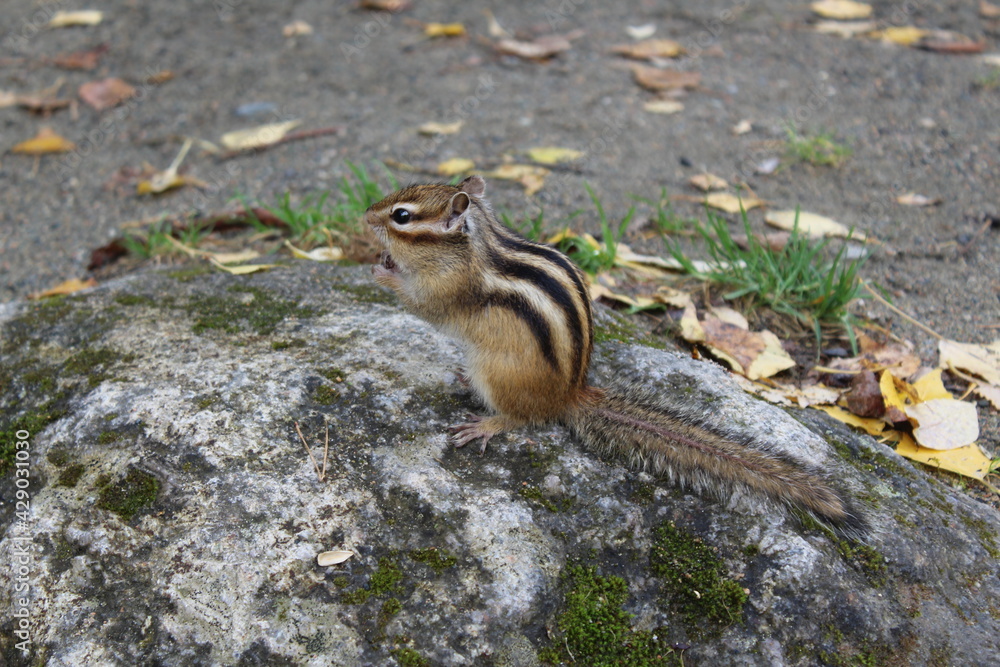 Funny fluffy chipmunk nibbles seeds in autumn on a stone with moss Funny fluffy chipmunk nibbles seeds in autumn on a stone with moss