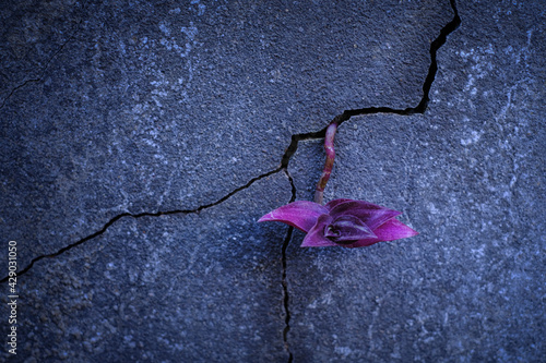 Purple young tree plant growing through the cracked concrete floor