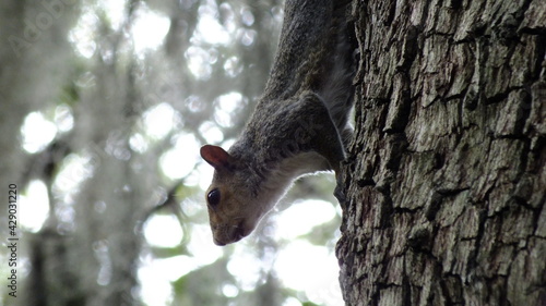 squirrel in the tree