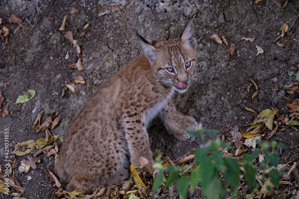 Fototapeta premium Lynx boréal