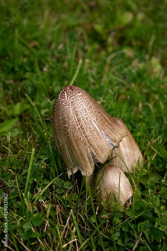 Mushroom and Clover