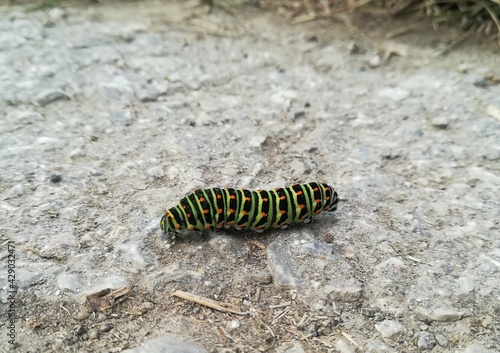 caterpillar on the road
Tagpfauenauge