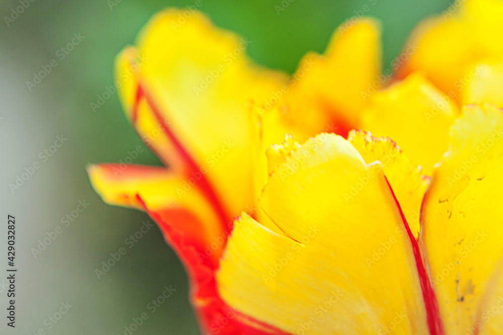 Yellow red tulip flowers in spring time. Close up macro of fresh spring flower in garden. Soft abstract floral poster, extremely macro, selective focus. Inspirational floral wallpaper holidays card Yellow red tulip flowers in spring time. Close up macro of fresh spring flower in garden. Soft abstract floral poster, extremely macro, selective focus. Inspirational floral wallpaper holidays card