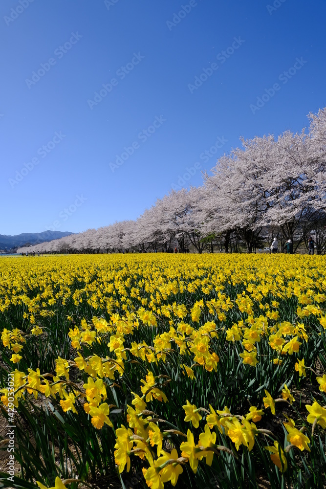 サクラとスイセン(Sakura and Narcissus)