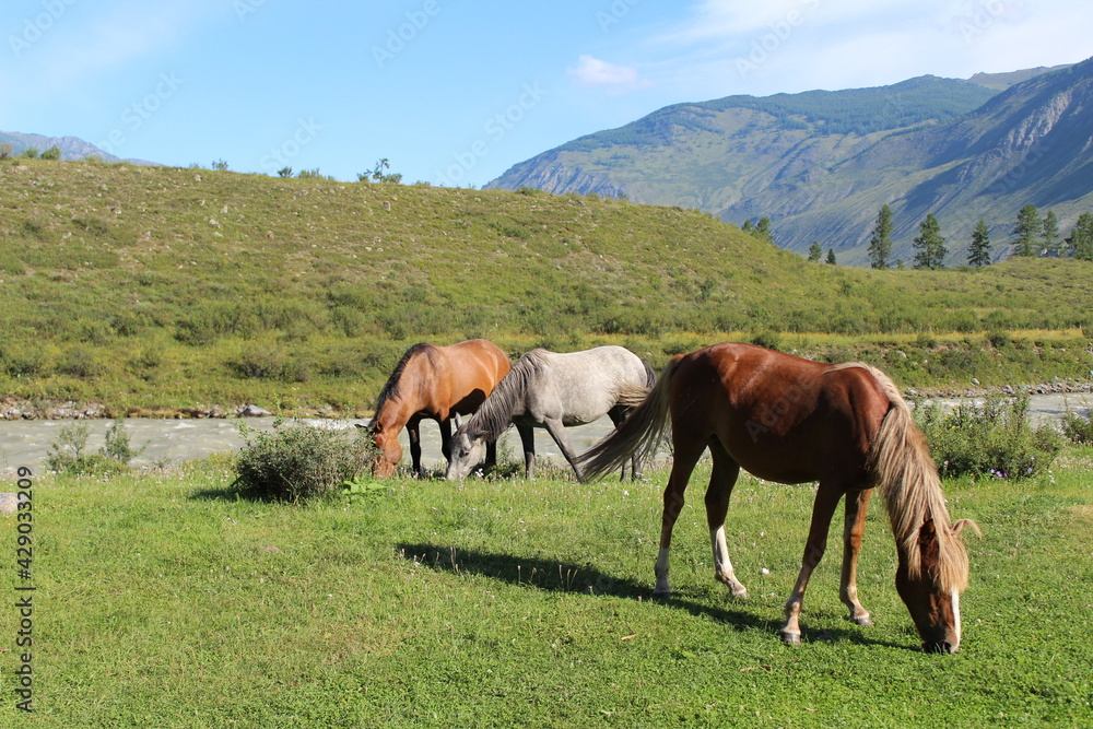Altai horses graze on the river bank on the grass in summer
