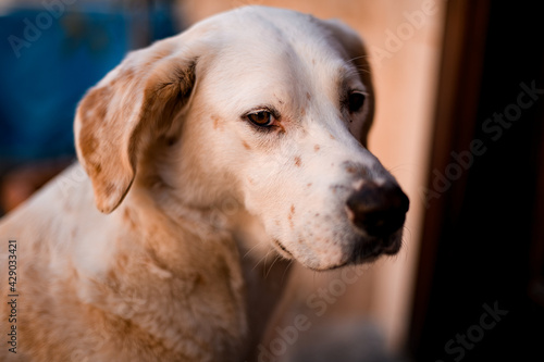 Portrait of lovely stray dog of mixed breed on the street