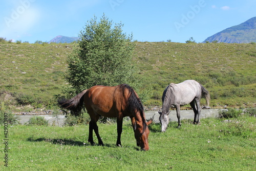 Altai horses graze on the river bank on the grass in summer © EKATERINA