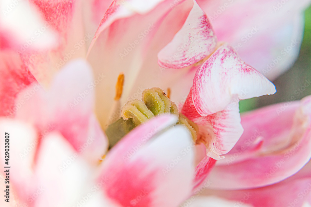 Pink tulip flowers in spring time. Close up macro of fresh spring flower in garden. Soft abstract floral poster, extremely macro, selective focus. Inspirational floral wallpaper holidays card