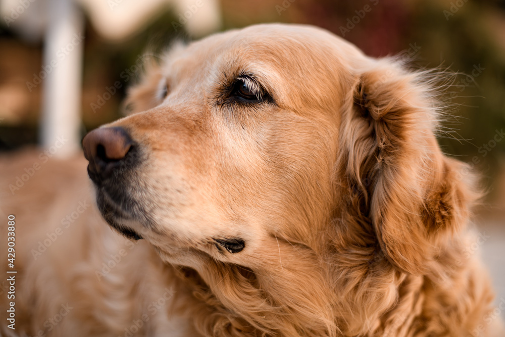 portrait of cute shaggy dog looking like golden retriever outdoor portrait of cute shaggy dog looking like golden retriever outdoor