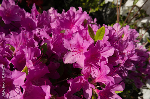 The fresh flowers of spring.