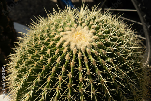 Sharp cactus in the city.